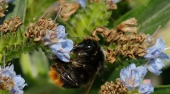 Neobișnuit bumblebee